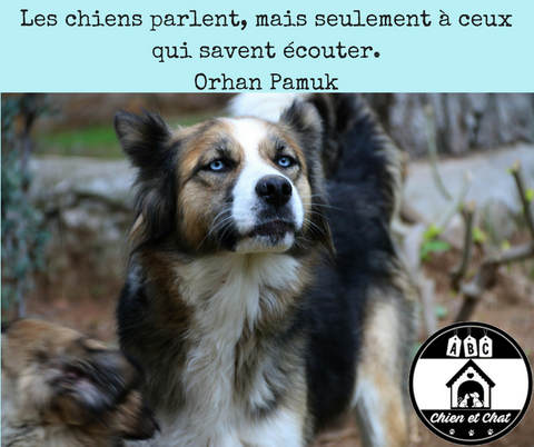 Les chiens parlent, mais seulement à ceux qui savent écouter. Orhan Pamuk