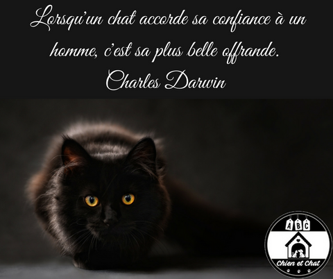 Lorsqu'un chat accorde sa confiance à un homme, c'est sa plus belle offrande. Charles Darwin