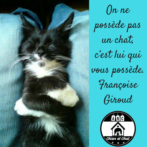 On ne possède pas un chat, c’est lui qui vous possède. Françoise Giroud