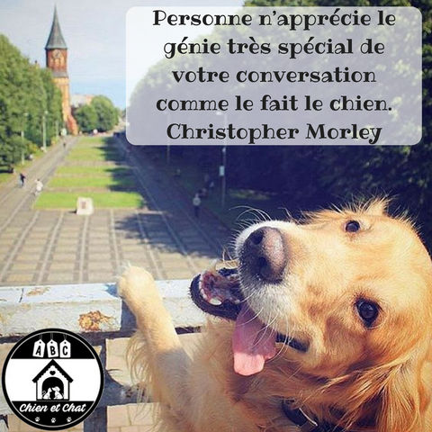 Personne n’apprécie le génie très spécial de votre conversation comme le fait le chien. Christopher Morley