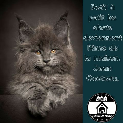 Petit à petit les chats deviennent l’âme de la maison. Jean Cocteau.