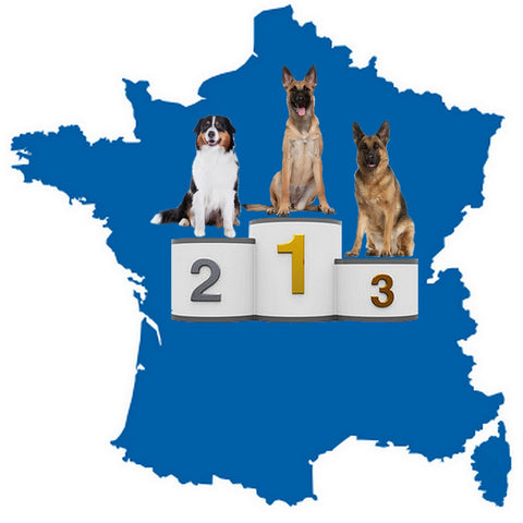 Races de chiens préférées des français 2017