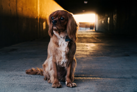 Chien, Chat perdu : Que faire ?