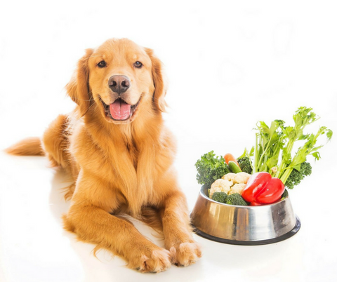 alimentation toxique chien et chat