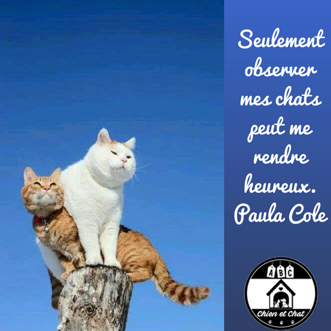 Seulement observer mes chats peut me rendre heureux. Paula Cole