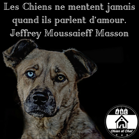 Citations sur les chiens : un livre fantastique de citations à l