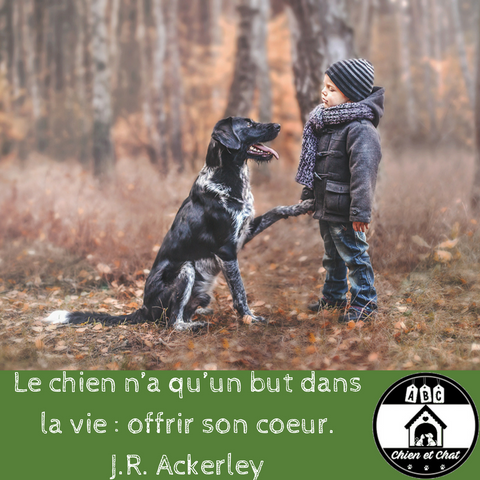 Le chien n'a qu'un but dans la vie : offrir son cœur. J.R Ackerley