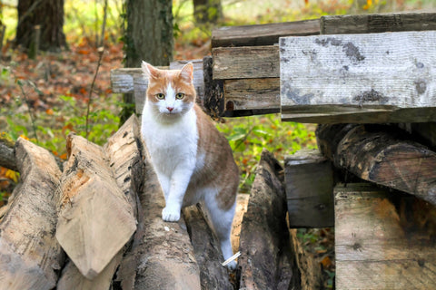 Abri chat extérieur hiver