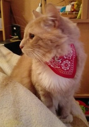 حفلة موسيقية مزيج المجرف Collier Chat Bandana Cartersguesthouses Com