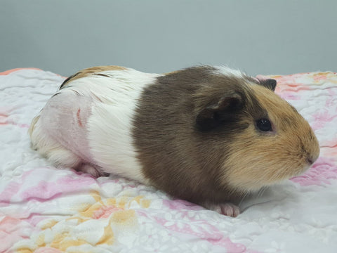 On a soft white blanket with pink and yellow floral designs sits a Guinea Pig coloured like Neapolitan ice cream. Her face is light brown but beyond her ears is solid dark brown. Her mid section is solid white and her poor shaved butt reveals her pink skin. The sweet little recovering guinea pig has a small, 2cm long wound on its right side from the sterilisation surgery.