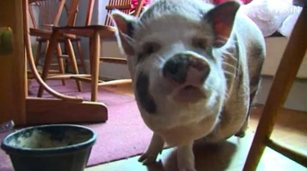 Pet Pig Prevents Home Burglary
