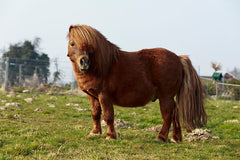 Photo of an obese chestnut colored miniature horse in a green pasture