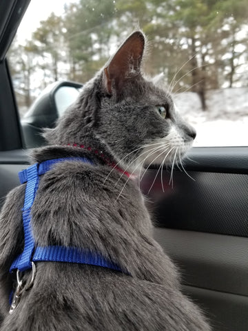 cat on leash in car