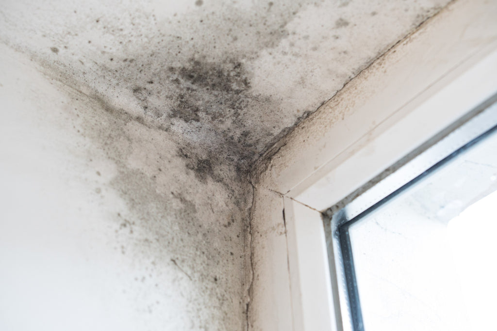Black Mould On Wall & Ceiling
