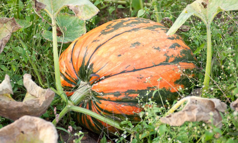 Atlantic-giant-pumpkin