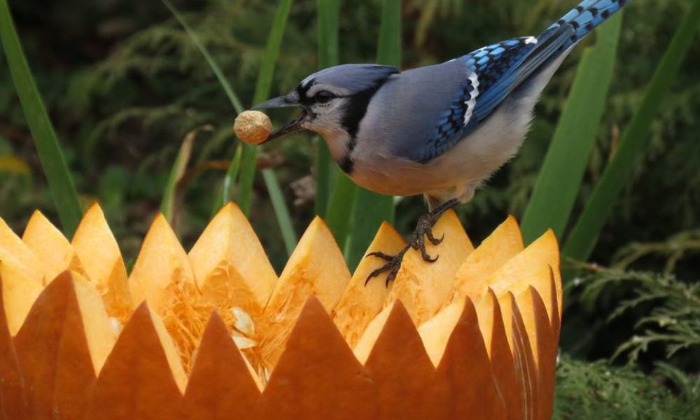 Feed-halloween-pumpkin-left-for-birds