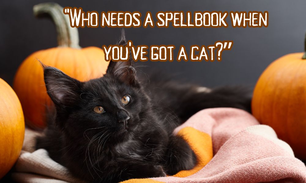 Halloween-captions-with-cats