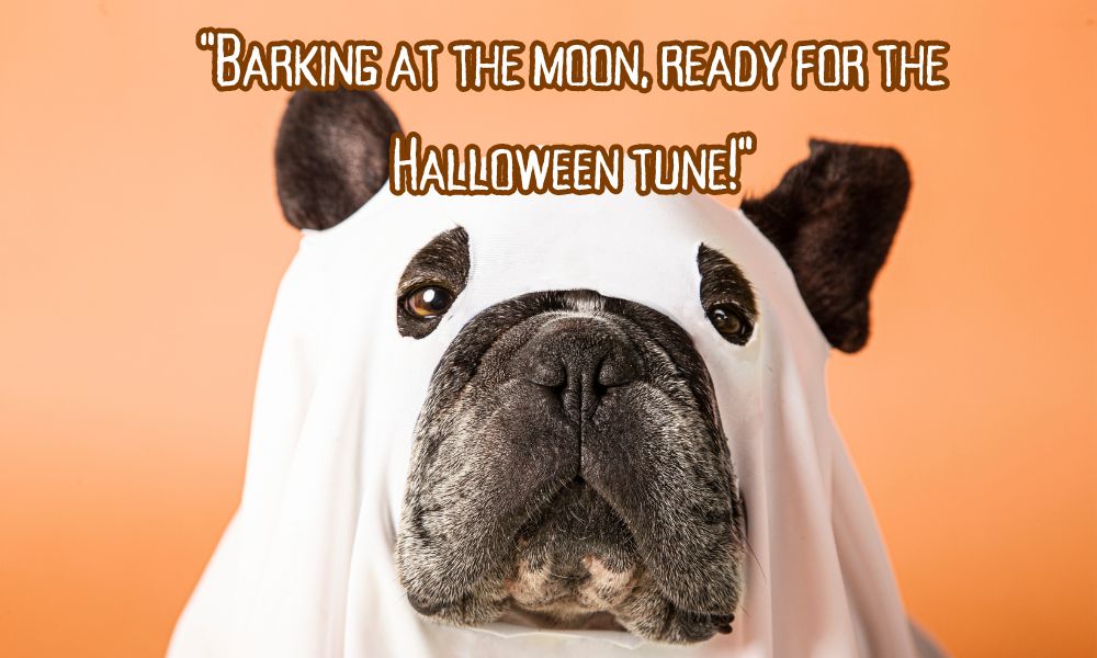 Halloween-captions-with-dogs
