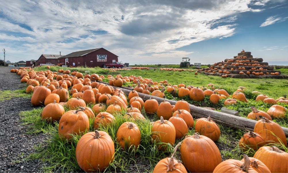 Pumpkin-farm