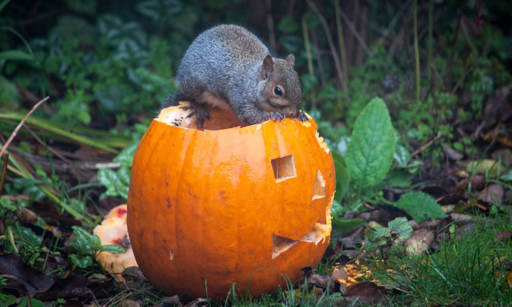 Keep-the-squirrel-away-from-Halloween-pumpkin