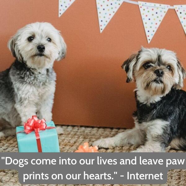 Dog birthday quote