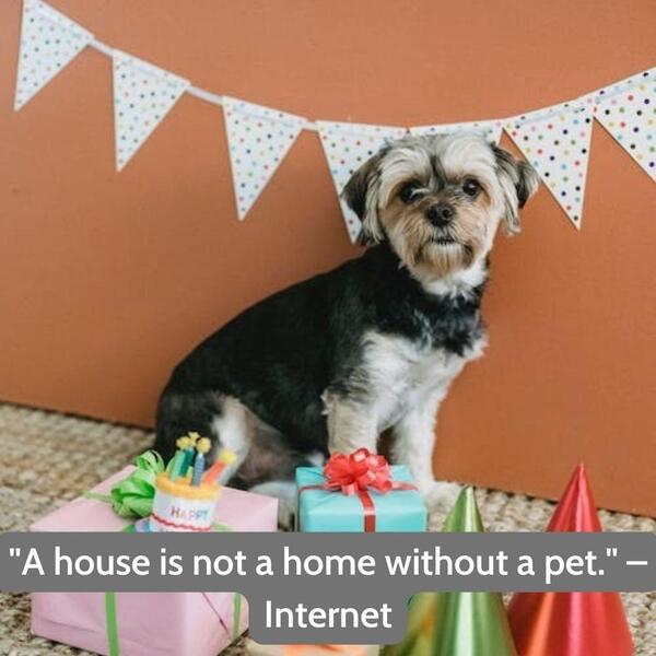 Dog birthday quotes for instagram