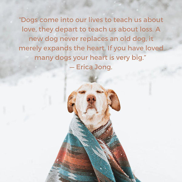 Dog death quotes love