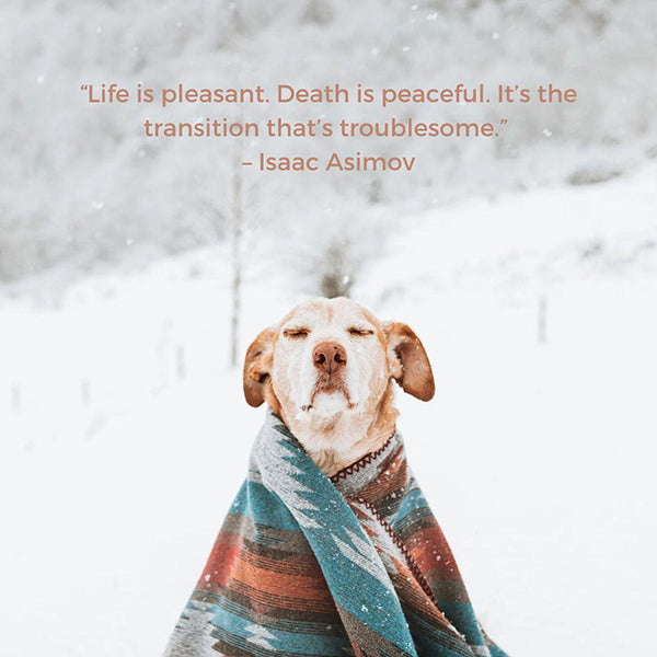 Dog death quotes short