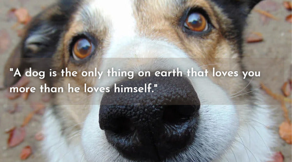 Dog heaven quotes