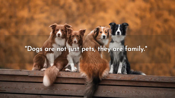 Dog love quotes