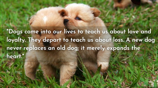 Dog passing quotes