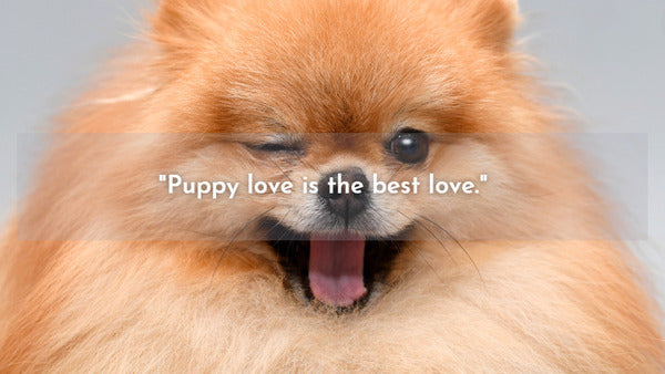 Dogs best friend quotes