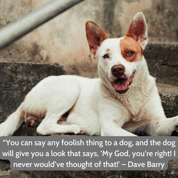 Funny dog quote