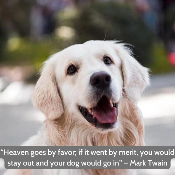 Funny dog quotes for instagram