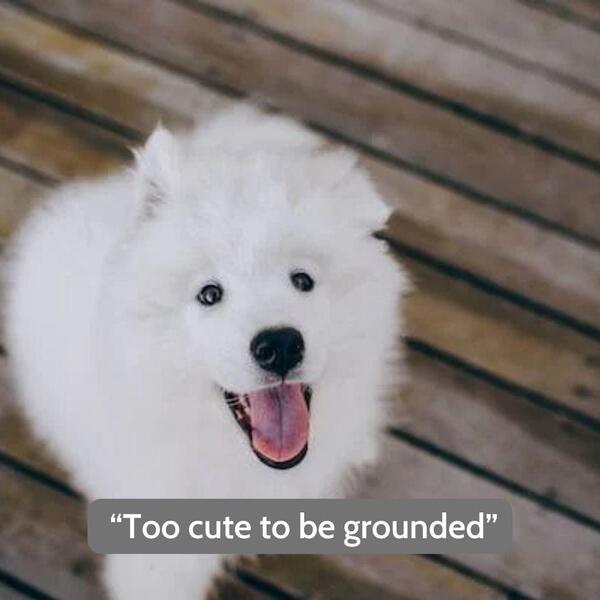 Funny dog quotes short