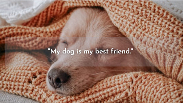 Funny dog quotes