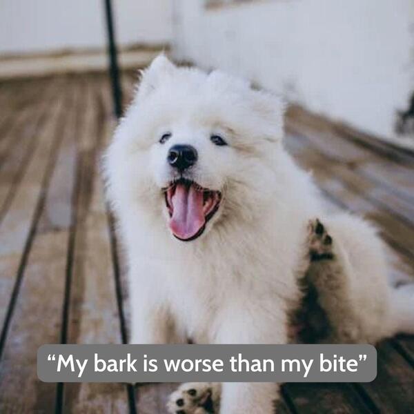 Funny quotes about dogs