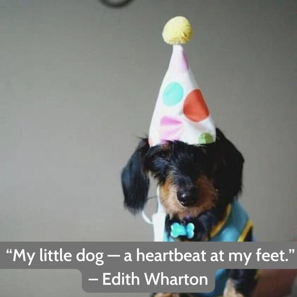 Happy birthday for dogs quotes