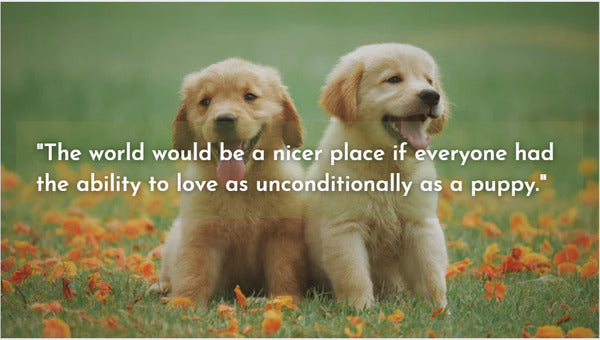 unconditional dog love quotes