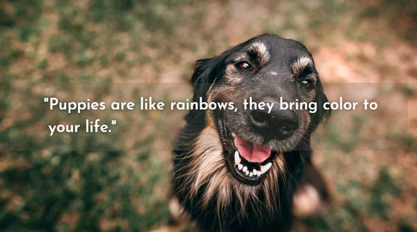 Quote about dogs