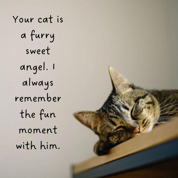Sympathy message for loss of cat