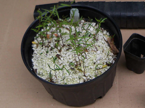 Asclepias lanceolata seedlings ready to be transplanted