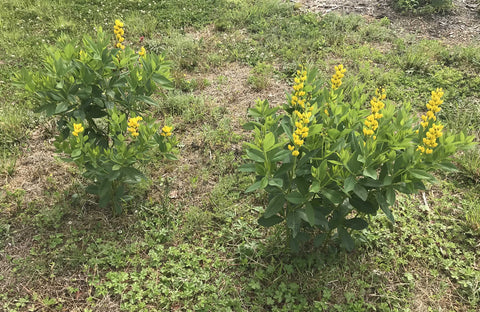 Baptisia plant flowering the second year after being divided