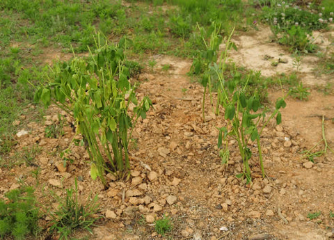 Baptisia divisions planted and ready to be watered 