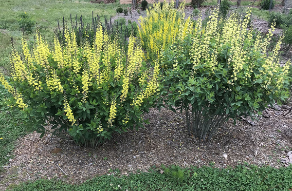 Baptisia 'Whisperin' Yellow' next to Baptisia 'Carolina Moonlight' planted 3 years ago