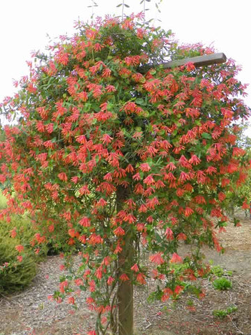 Coral honeysuckle vine in flower and growing on a vertical post 