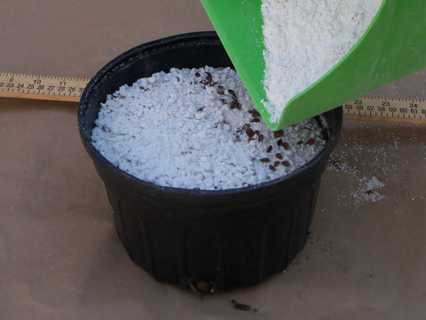 Covering the seeds with perlite