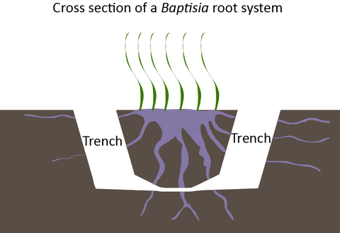 Diagram showing cross section of Baptisia root system