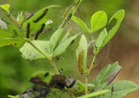 Genista Broom moth caterpillars feeding within a protective web on a Baptisia plant