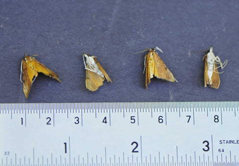 Genista Broom moths next to a ruler for scale